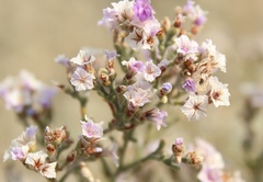 Limonium macrorrhizum