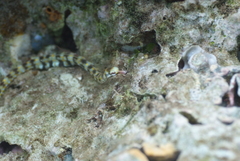 Syngnathidae