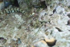 Syngnathidae