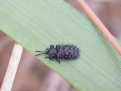 Hispellinus multispinosus