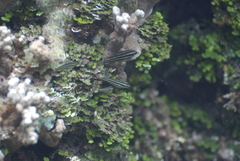 Chlorurus spilurus
