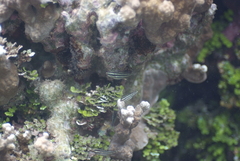 Chlorurus spilurus