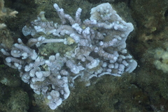Montipora