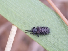Hispellinus multispinosus