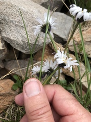 Erigeron melanocephalus