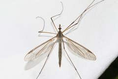 Tipula oleracea