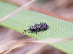 Hispellinus multispinosus