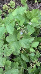Rubus caesius