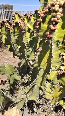 Euphorbia grandialata