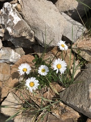 Erigeron melanocephalus