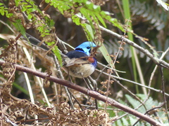 Malurus lamberti