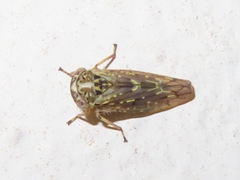 Idiocerus herrichii