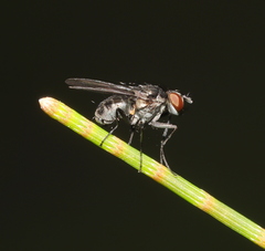Muscoidea
