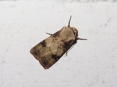 Agrotis puta