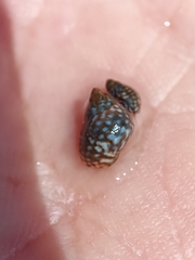 Echinolittorina punctata