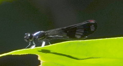 Aristocypha fenestrella