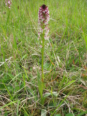 Neotinea ustulata ustulata