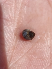 Melarhaphe neritoides