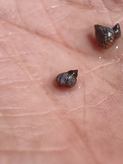 Melarhaphe neritoides