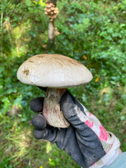 Leccinum