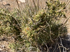 Melolobium candicans