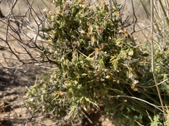 Melolobium candicans