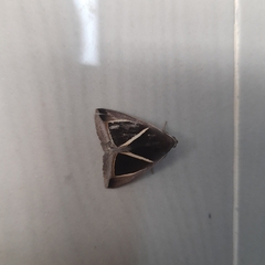 Chalciope