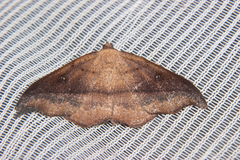 Sarisa muriferata