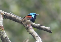 Malurus lamberti