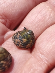 Phorcus turbinatus