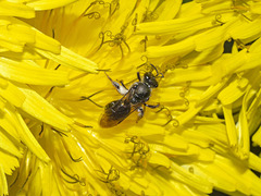 Lasioglossum loetum