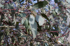 Eucalyptus blakelyi