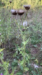 Cirsium vulgare