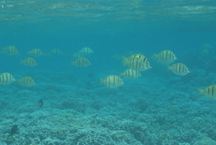 Acanthurus triostegus