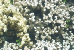 Chlorurus spilurus