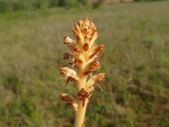 Orobanche picridis
