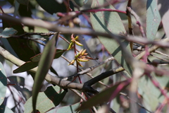 Eucalyptus blakelyi