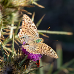 Argynnis pandora