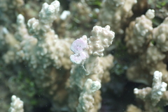 Porites rus