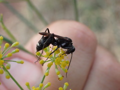 Cryptocheilus hispanicus