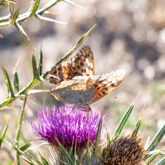 Argynnis pandora