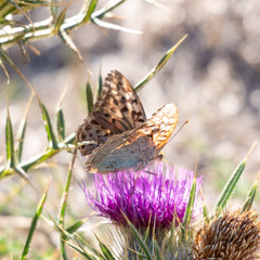 Argynnis pandora