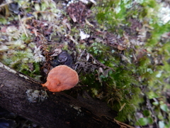 Trametes coccinea