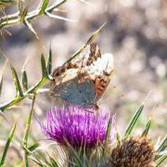 Argynnis pandora