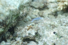 Chromodoris lochi