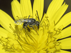 Lasioglossum viride