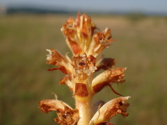 Orobanche picridis