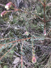 Pimelea linifolia linifolia