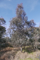 Eucalyptus blakelyi