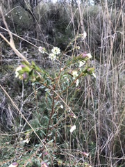 Pimelea linifolia linifolia